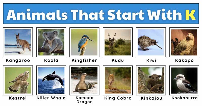 12 Animal that Starts with K