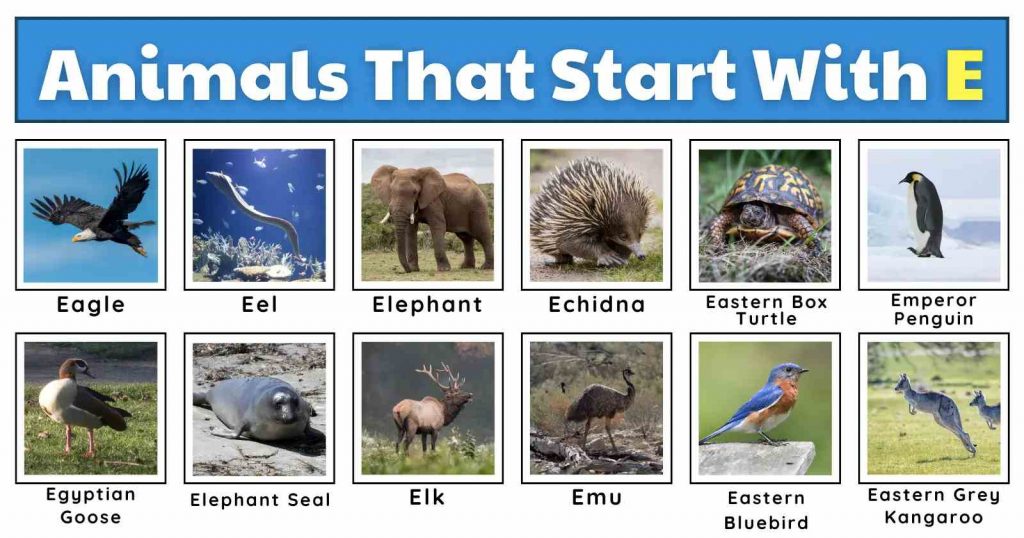 12 Animals That Start With 'E': Exploring the Wild