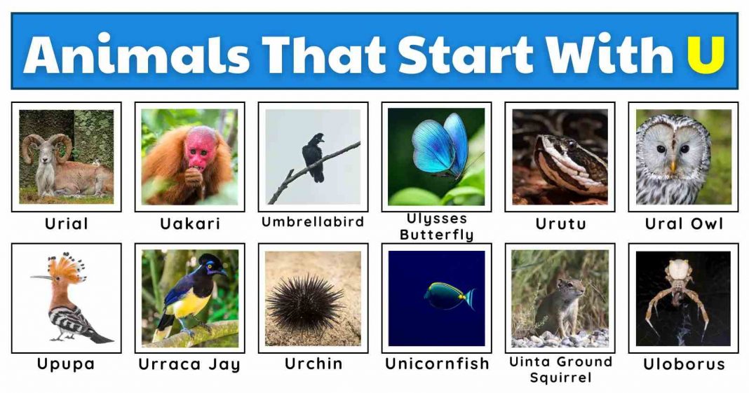 20 Animals that Start with “U”