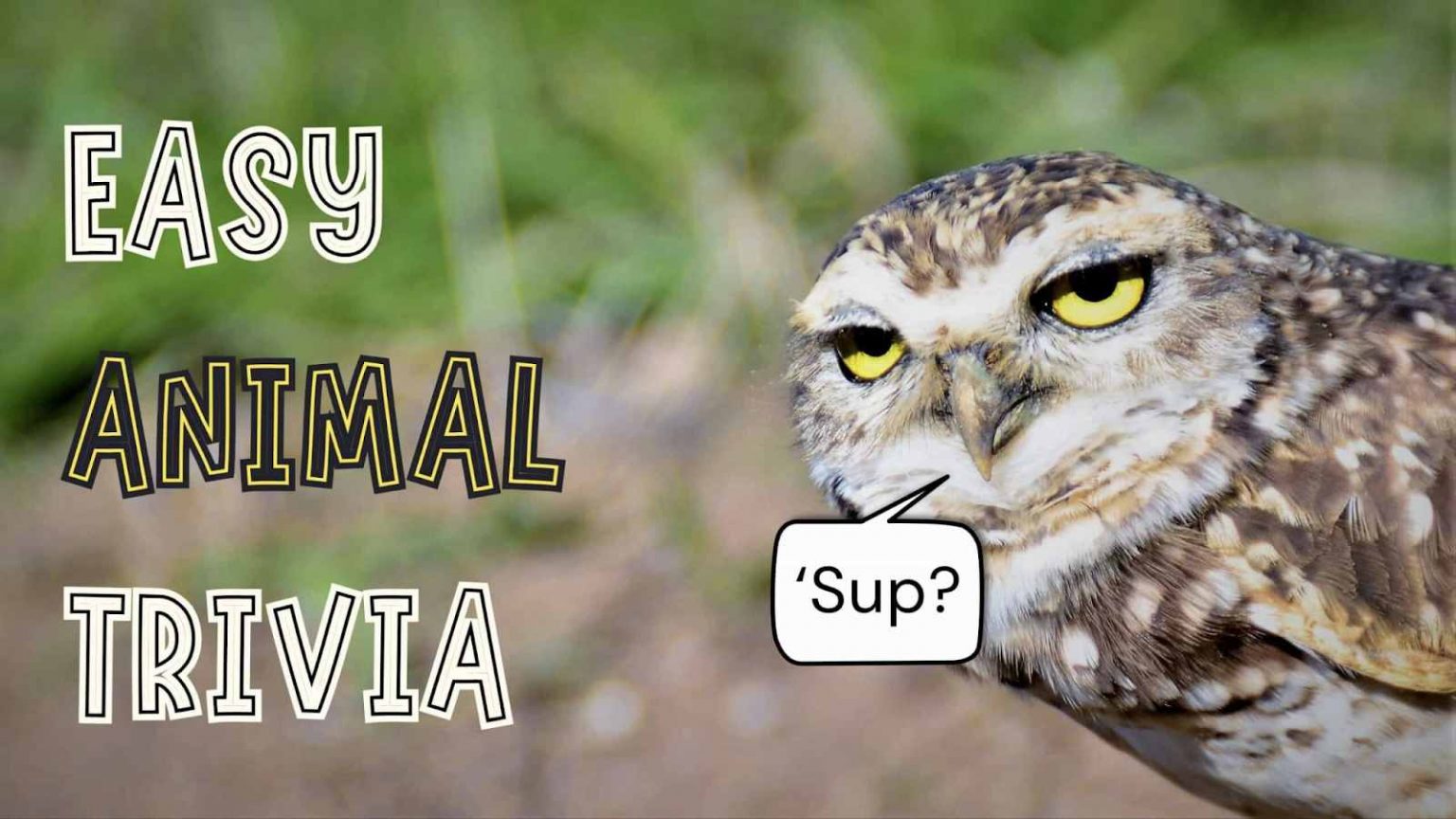 50 Best Animal Trivia Questions For Kids With Answers 2024