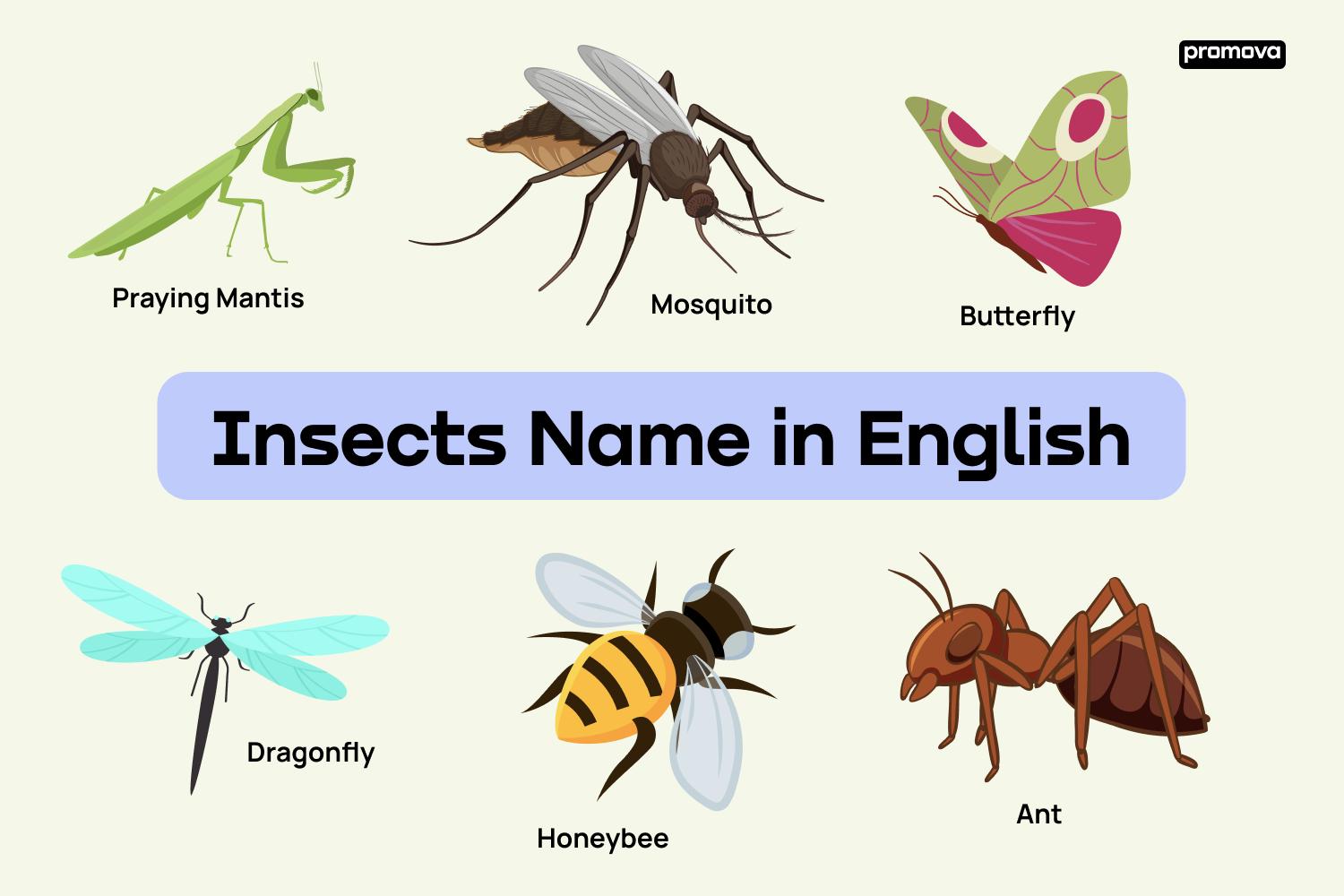 List of 180 Animal Names in English for Kids