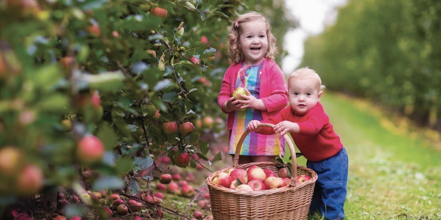 Kids picking apples