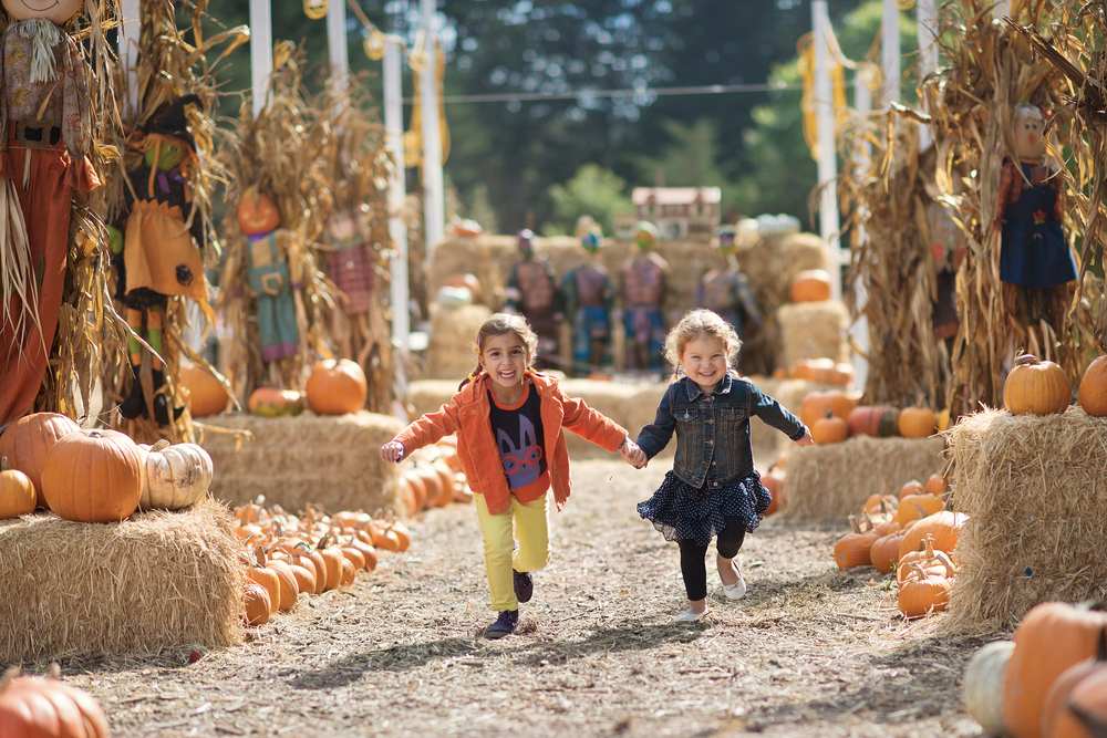 Kids walking in pumpkin patch