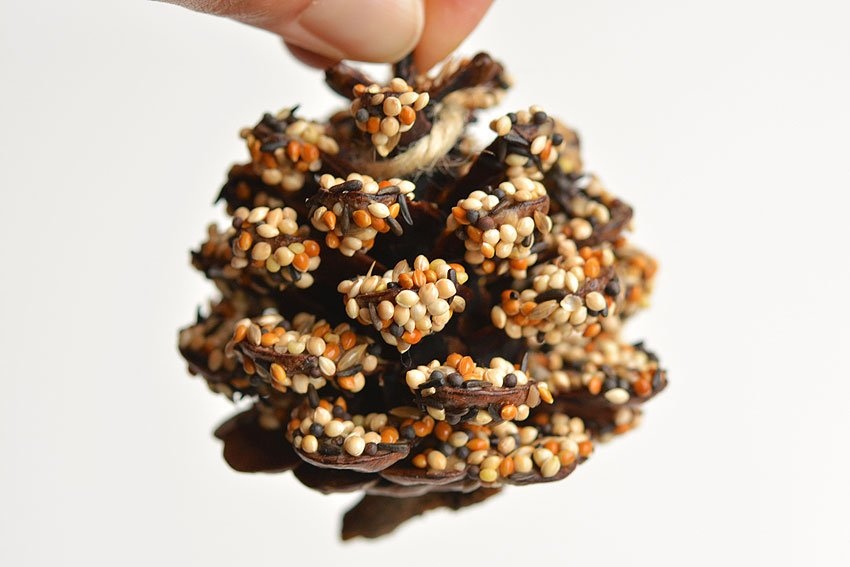 Pinecone bird feeder