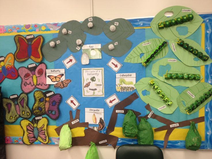 Butterfly Life Cycle Bulletin Board