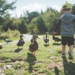 Young boy playing with birds