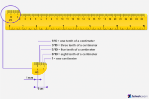 What is Ruler? Definition, Types, Examples, Facts